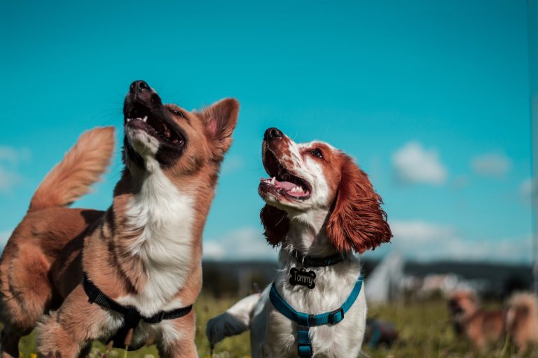 Dos perros con arnés de paseo miran hacia arriba con la boca abierta bajo un cielo azul.