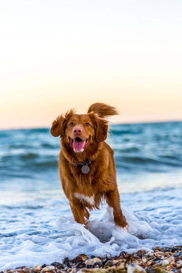Un perro de pelo rojizo corre por la orilla del mar entre la espuma.