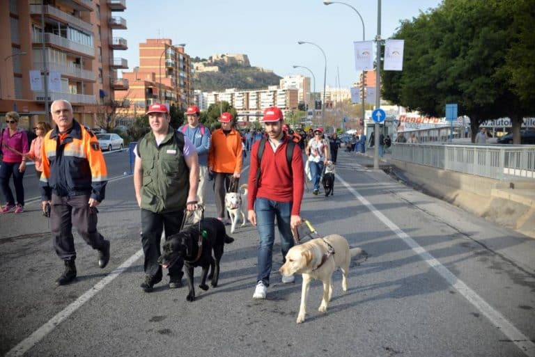 Caminantes con gorra roja y perros guía por una carretera cortada al tráfico, con un castillo al fondo.