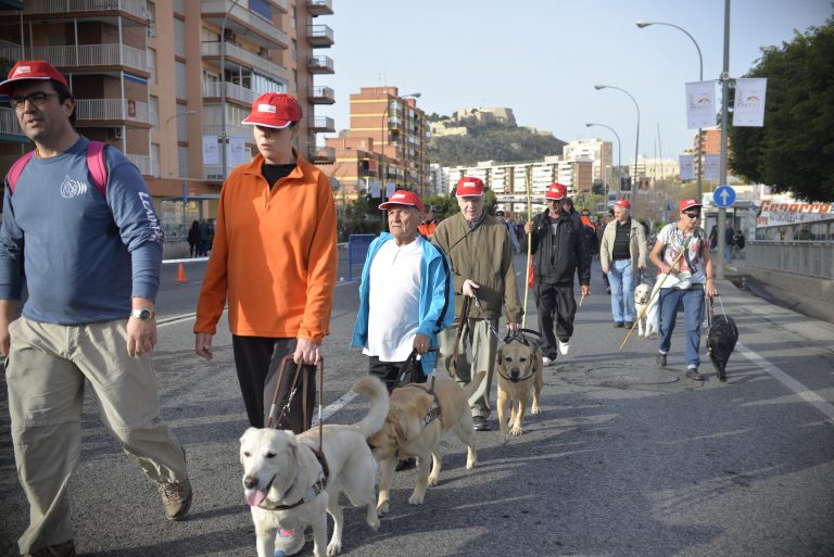 Personas caminando por una avenida con sus perros guía labradores claros y negros, con edificios y un castillo al fondo.