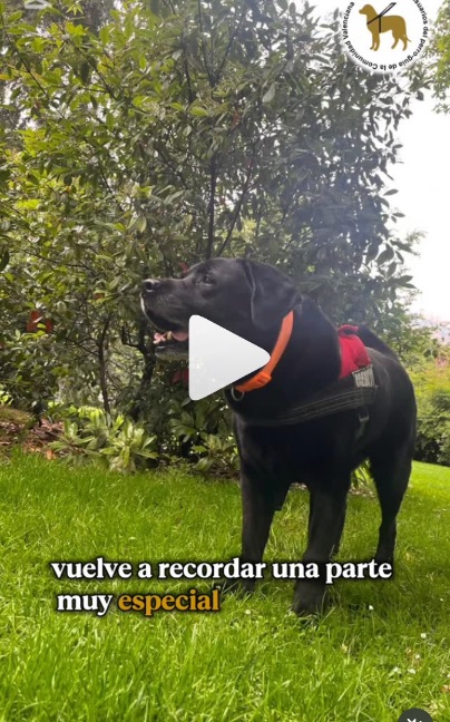 Preston, un labrador negro con arnés, de pie sobre la hierba de un parque.